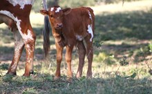 2024 Tickled Pink Heifer