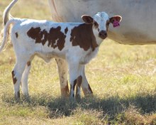 2024 Tuff Butterfly Heifer