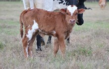 2024 Rio Jubilee Heifer