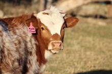 2024 Measles Flower Bull