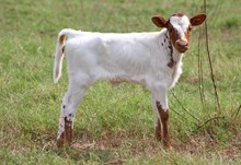 2024 Mesquite Blossom Heifer